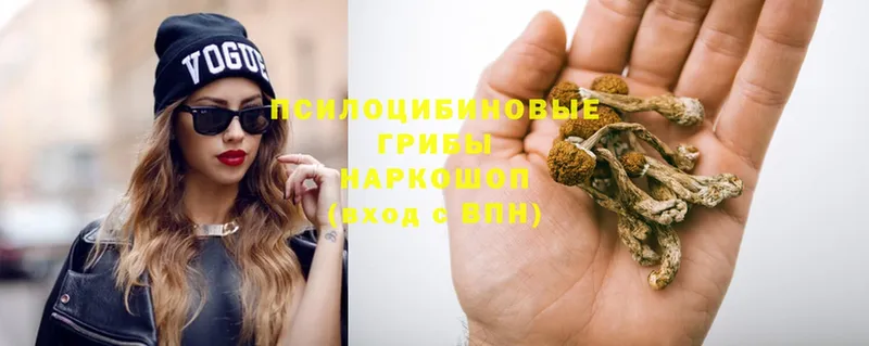 Псилоцибиновые грибы Psilocybe  Гатчина 